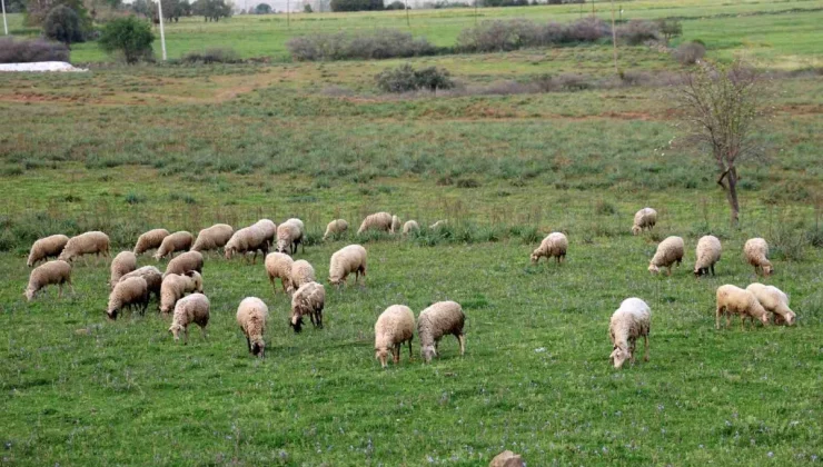 Aydın Valiliği İl Kurban Hizmetleri Komisyonu Toplantısı