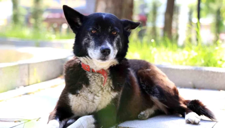 Çekmeköy’de işkenceye uğrayan köpek hayata yeniden tutundu