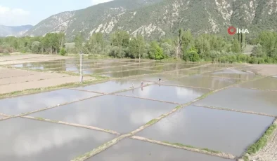 Ilgaz Dağı’nın kar suyuyla beslenen tarlalarda çeltik ekimi başladı